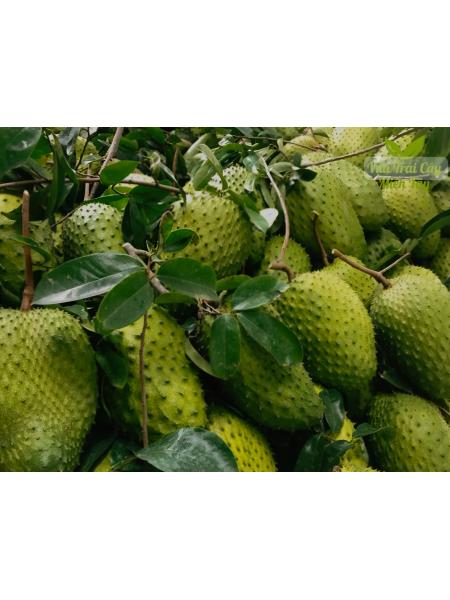 Mãng cầu xiêm Phan Nam HTX Trung Hòa