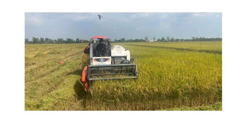 Đề án 1 triệu ha lúa chất lượng cao: Đổi thay cho đất ‘Chín Rồng’