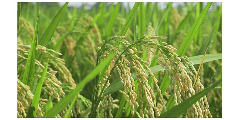 Kết quả thực hiện dự án 