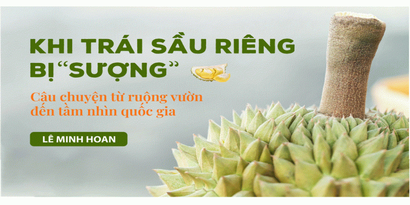 Khi trái sầu riêng bị 