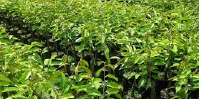 Kỹ thuật chăm sóc cây giống trong vườn ươm và cây sau vườn ươm