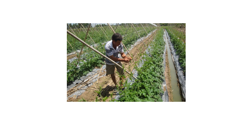 MỘT SỐ BIỆN PHÁP QUẢN LÝ SÂU BỆNH HẠI CÂY RAU ĐẦU MÙA MƯA