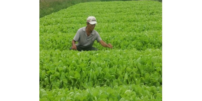 MỘT SỐ VẤN ĐÊ CẦN LƯU Ý KHI TRỒNG RAU  TRONG MÙA NẮNG NÓNG