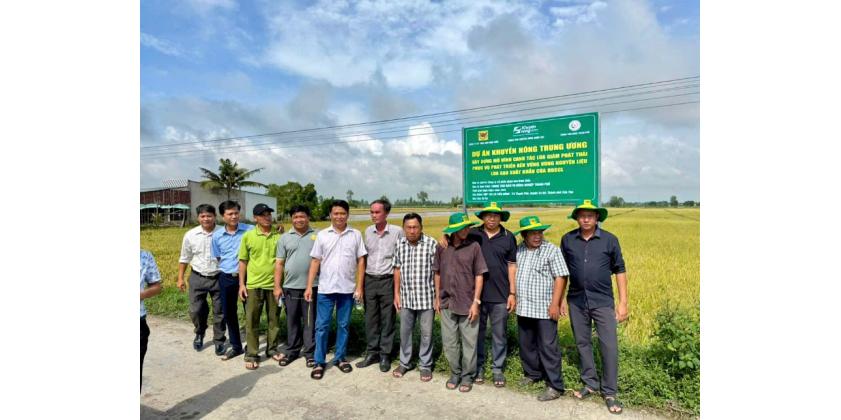 Tập huấn ngoài mô hình với chủ đề “Quy trình kỹ thuật canh tác lúa chất lượng cao và phát thải thấp vùng Đồng bằng sông Cửu Long